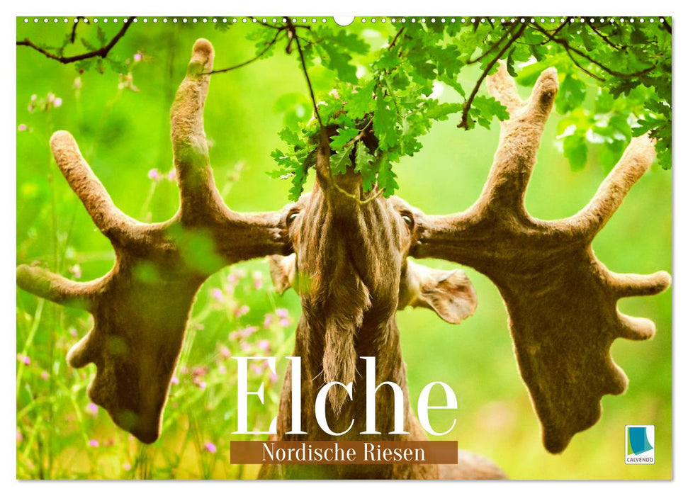 Elche: Nordische Riesen (CALVENDO Wandkalender 2026)