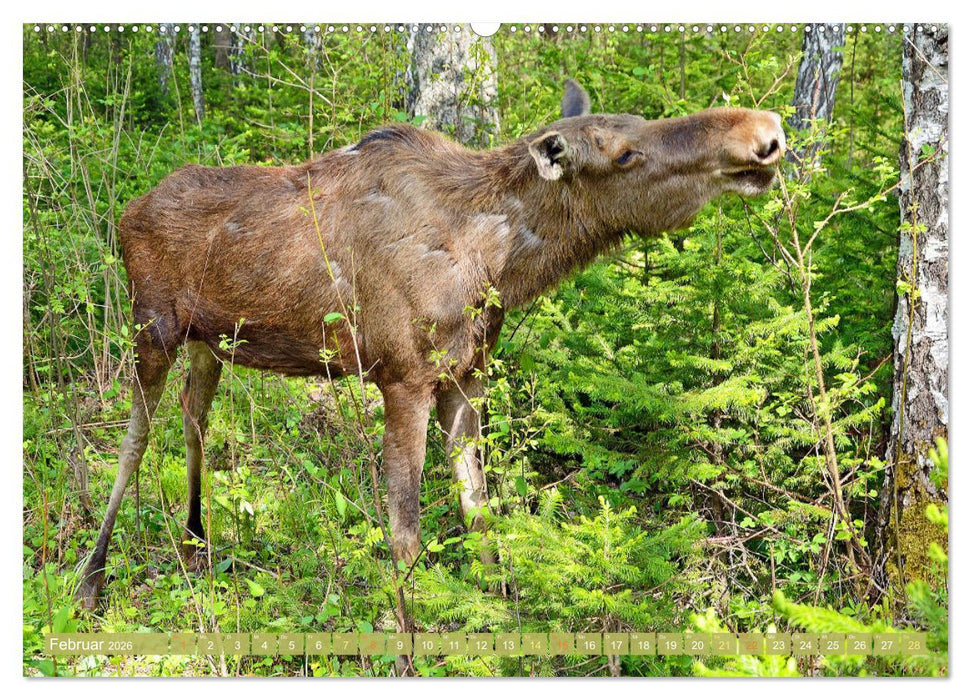 Elche: Nordische Riesen (CALVENDO Wandkalender 2026)