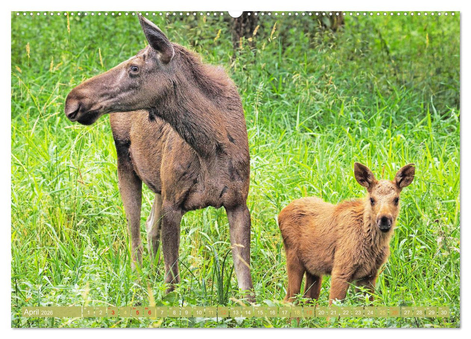 Elche: Nordische Riesen (CALVENDO Wandkalender 2026)