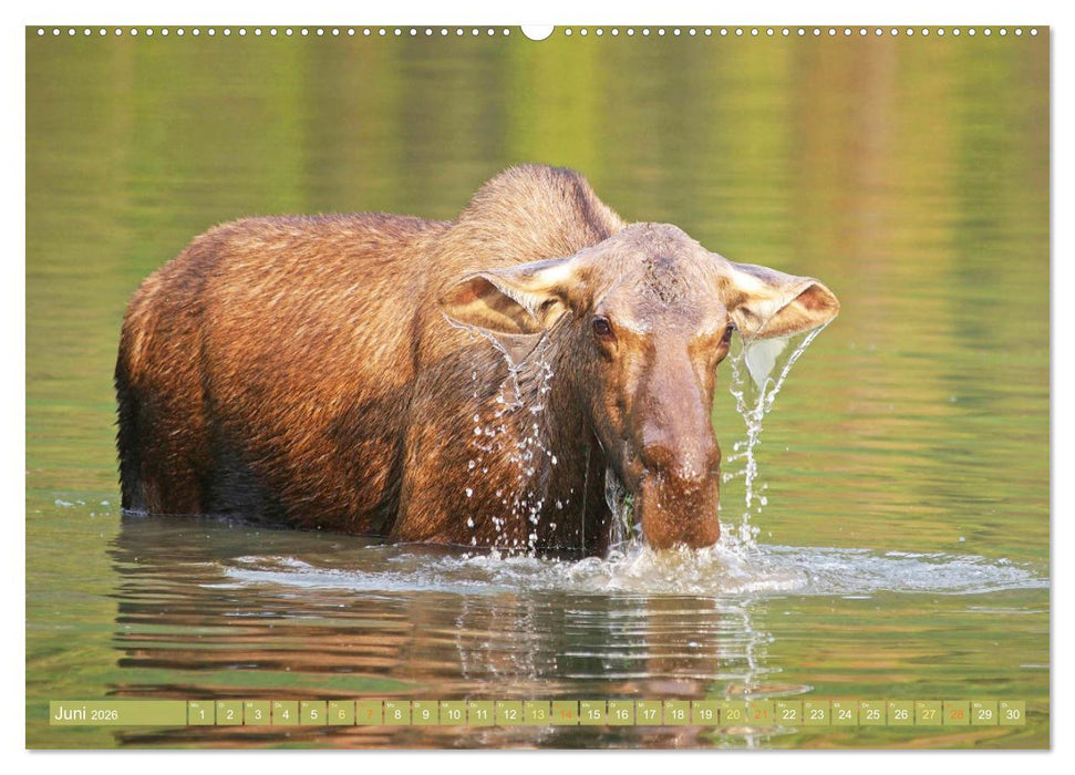 Elche: Nordische Riesen (CALVENDO Wandkalender 2026)