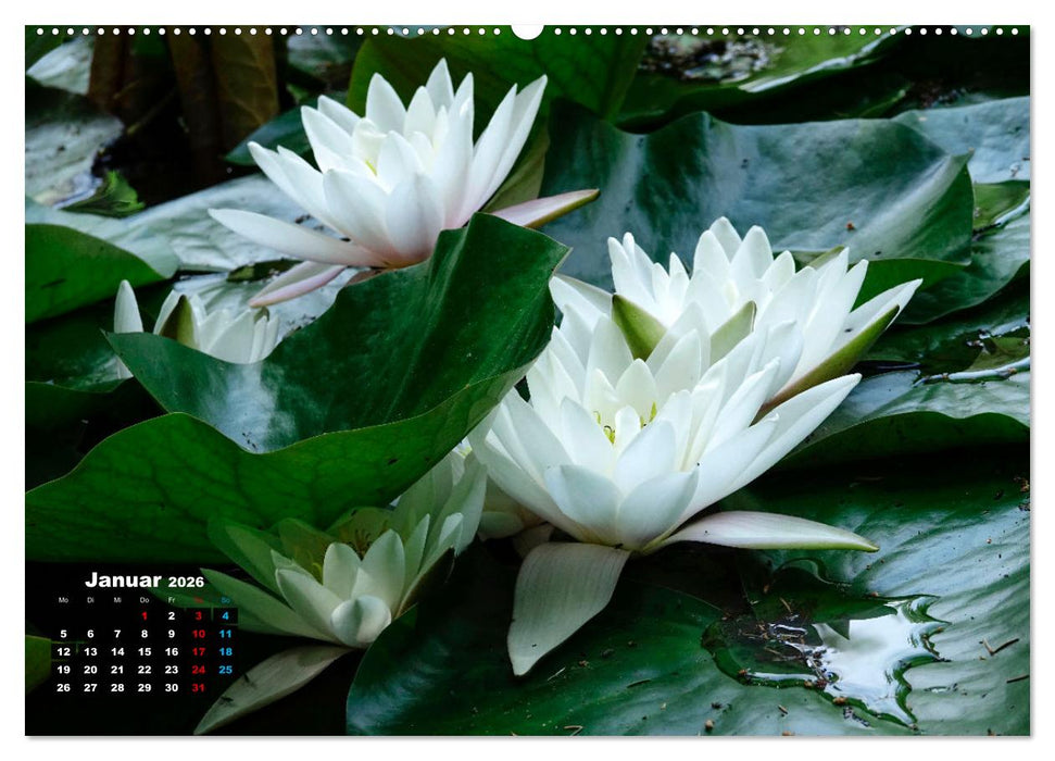 Malerische Seerosen (CALVENDO Premium Wandkalender 2026)