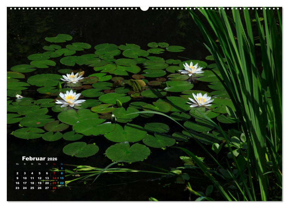 Malerische Seerosen (CALVENDO Premium Wandkalender 2026)