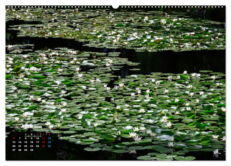 Malerische Seerosen (CALVENDO Premium Wandkalender 2026)