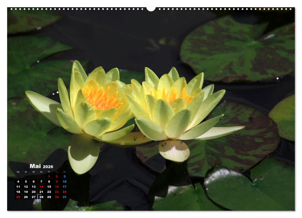 Malerische Seerosen (CALVENDO Premium Wandkalender 2026)