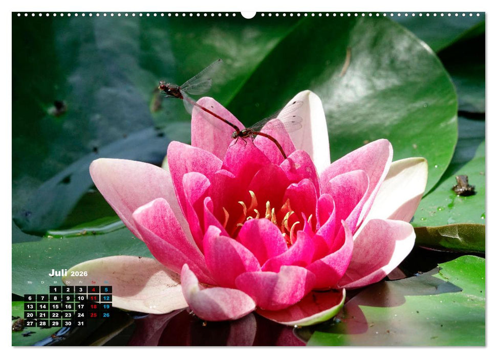 Malerische Seerosen (CALVENDO Premium Wandkalender 2026)