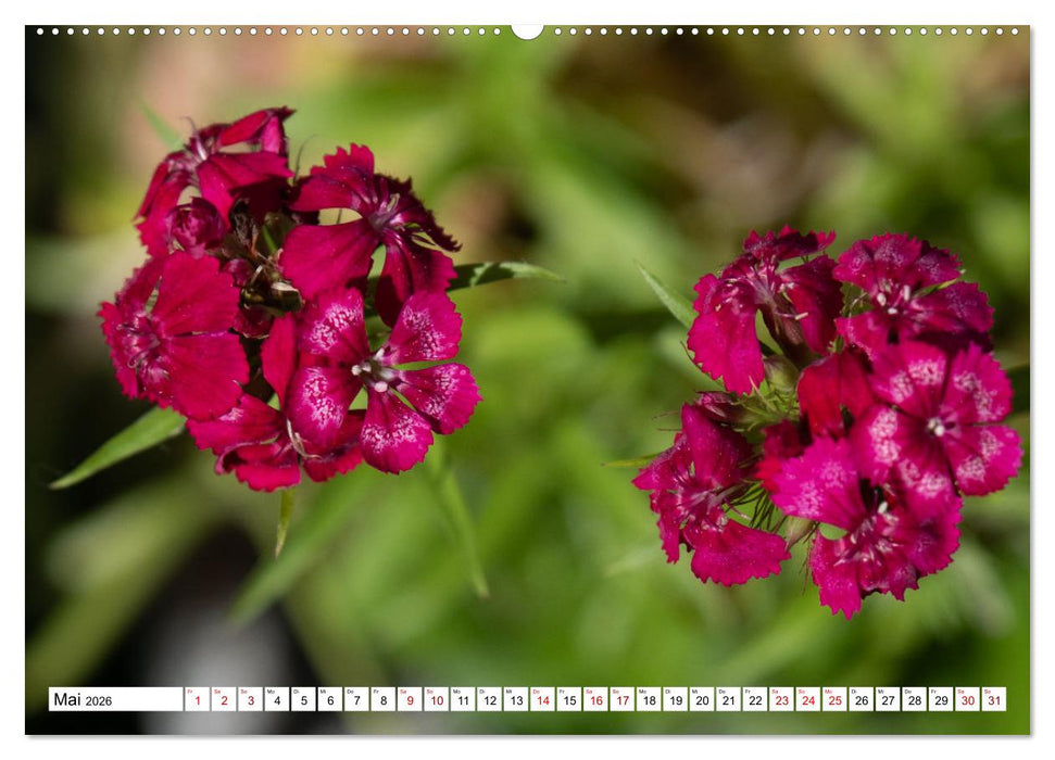 Blütenzauber - Traumhafte Farben der Natur (CALVENDO Premium Wandkalender 2026)
