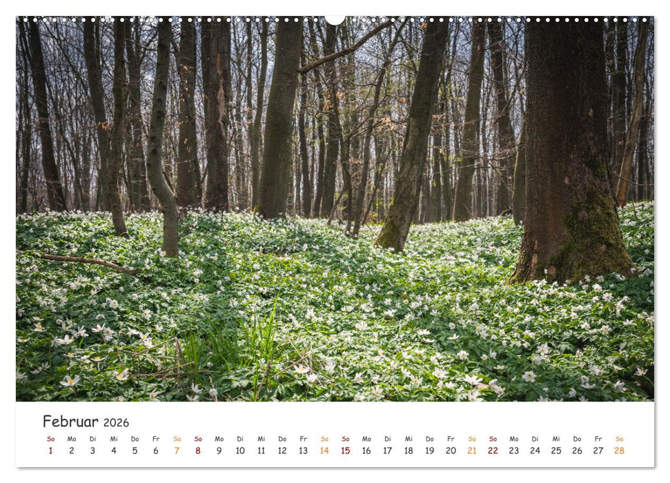 Magischer Harzwald (CALVENDO Premium Wandkalender 2026)