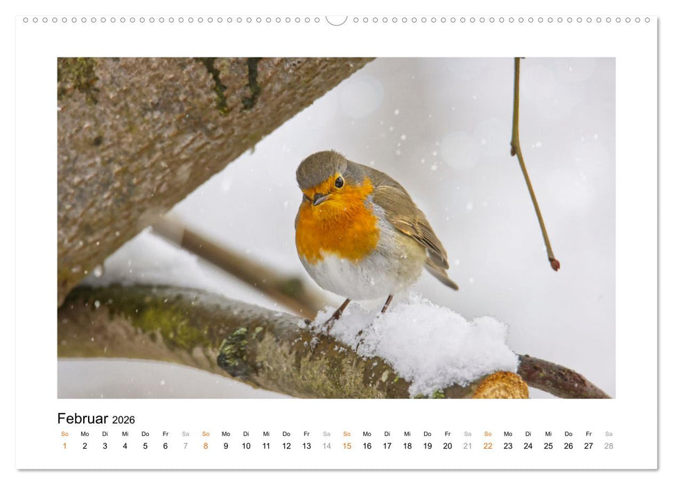 Zauberhafte Rotkehlchen (CALVENDO Premium Wandkalender 2026)