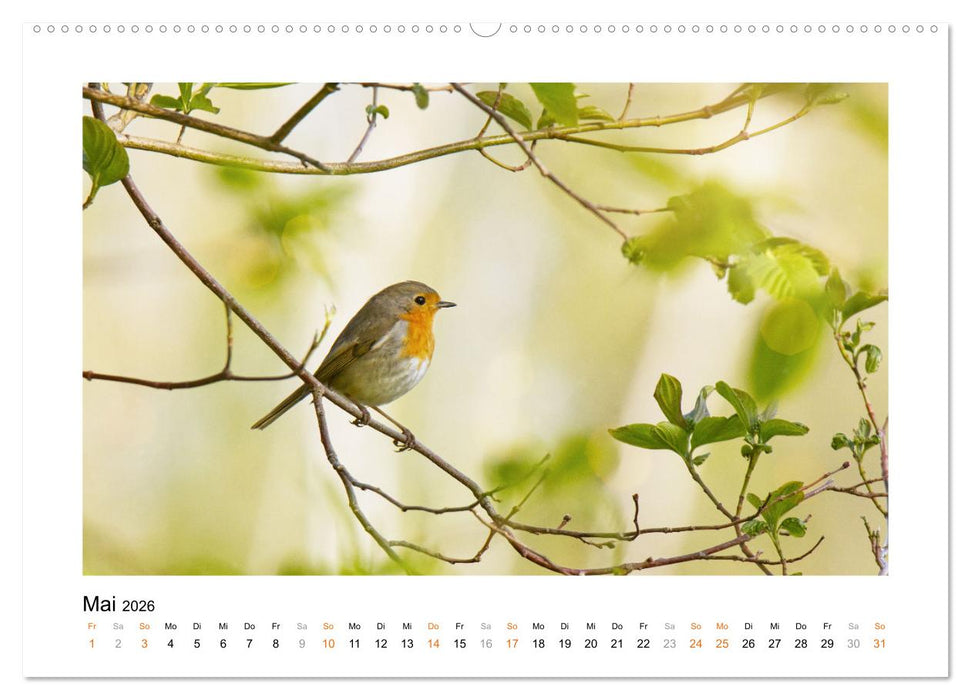 Zauberhafte Rotkehlchen (CALVENDO Premium Wandkalender 2026)