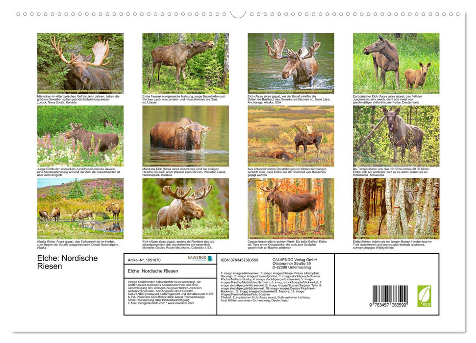 Elche: Nordische Riesen (CALVENDO Premium Wandkalender 2026)