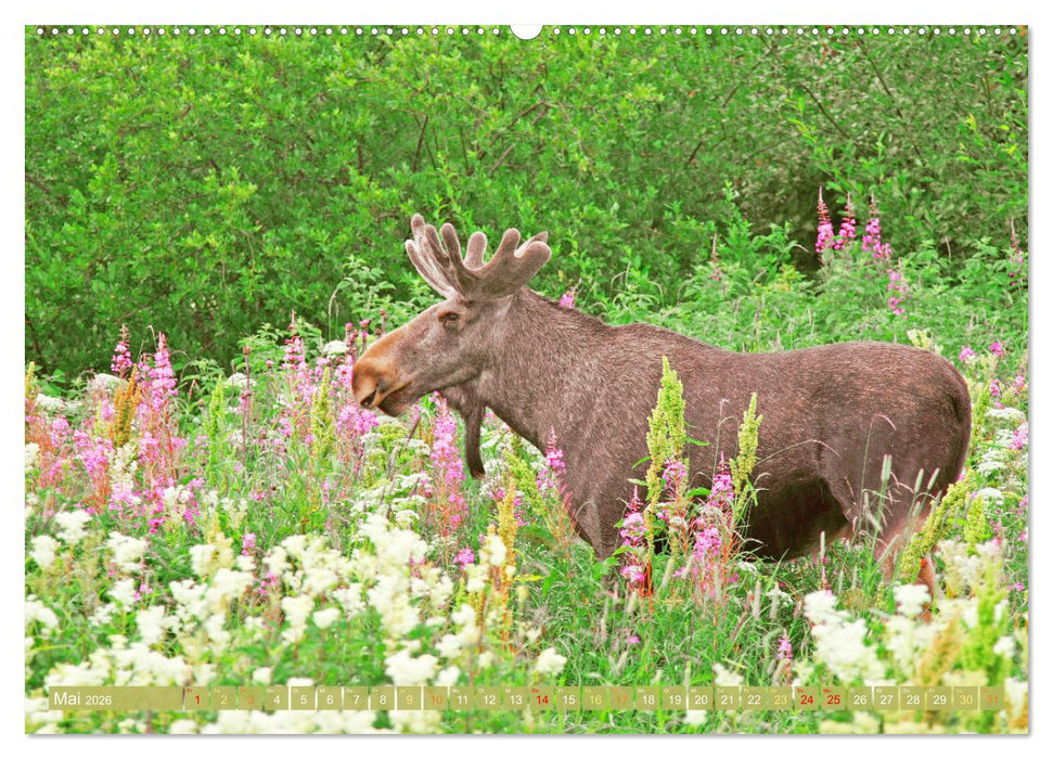 Elche: Nordische Riesen (CALVENDO Premium Wandkalender 2026)