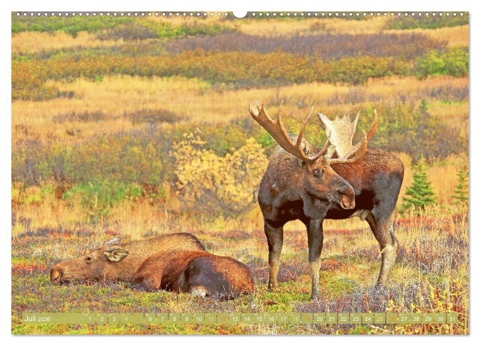 Elche: Nordische Riesen (CALVENDO Premium Wandkalender 2026)