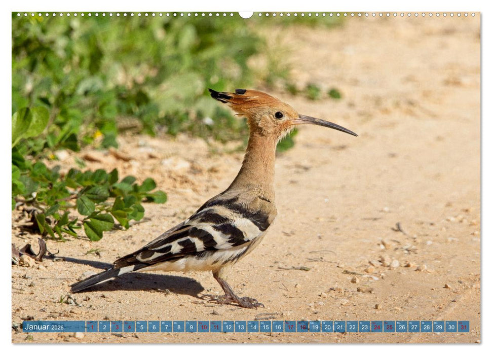 Vögel der Algarve (CALVENDO Wandkalender 2026)