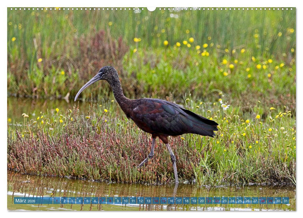 Vögel der Algarve (CALVENDO Wandkalender 2026)