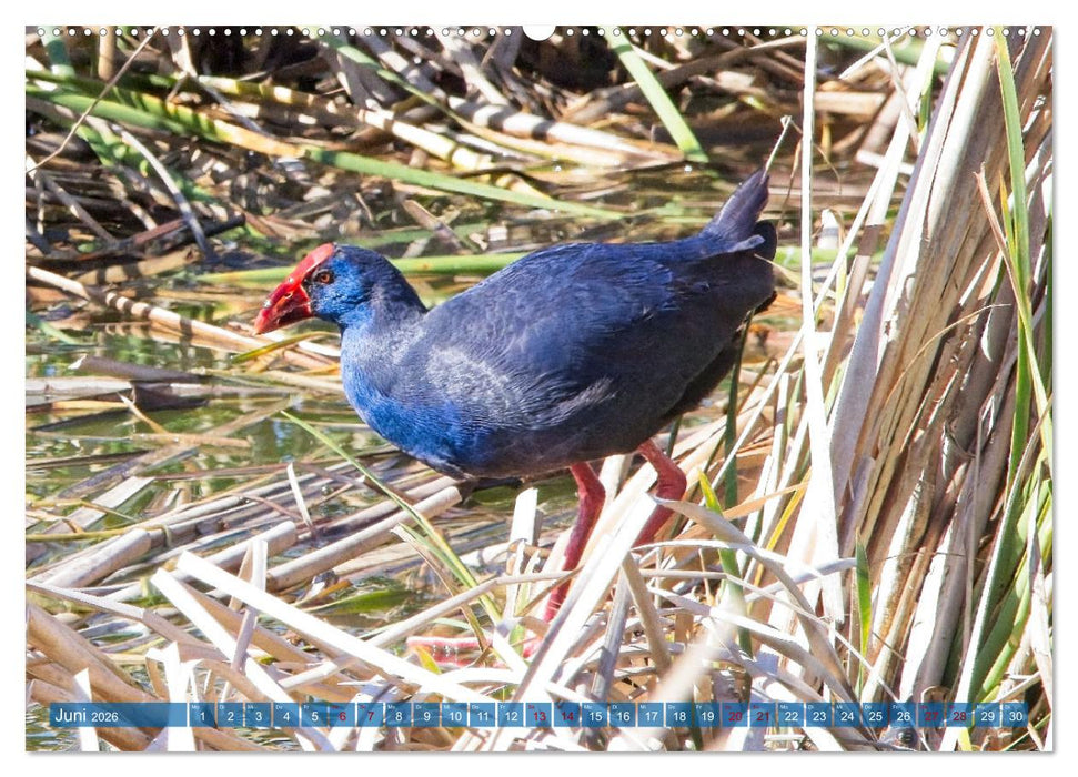 Vögel der Algarve (CALVENDO Wandkalender 2026)