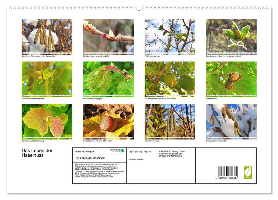 Das Leben der Haselnuss (CALVENDO Premium Wandkalender 2026)