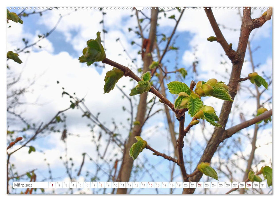 Das Leben der Haselnuss (CALVENDO Premium Wandkalender 2026)