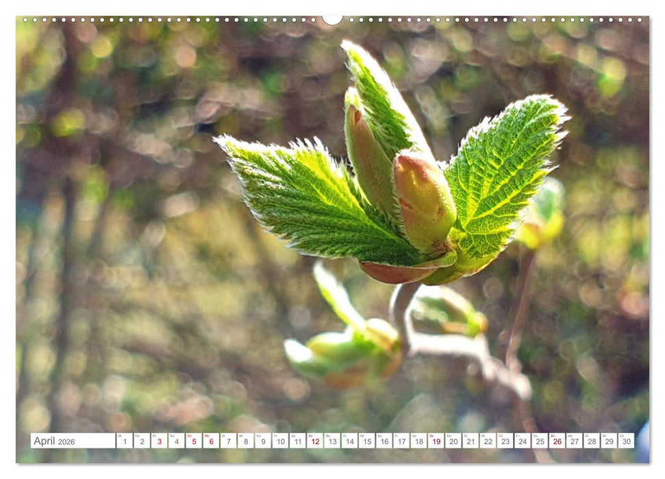 Das Leben der Haselnuss (CALVENDO Premium Wandkalender 2026)