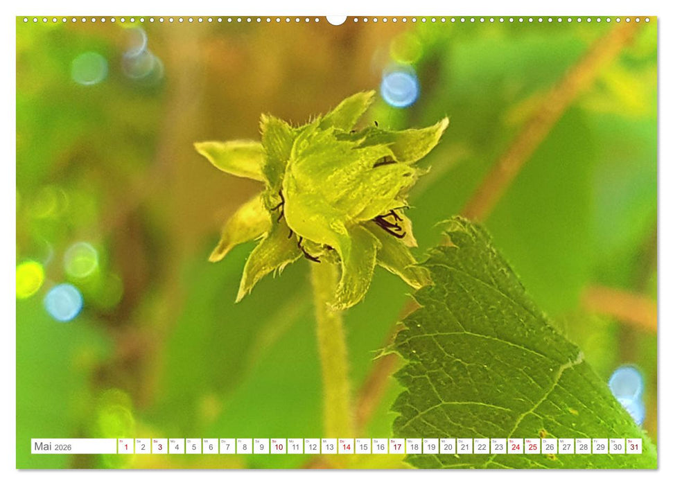 Das Leben der Haselnuss (CALVENDO Premium Wandkalender 2026)