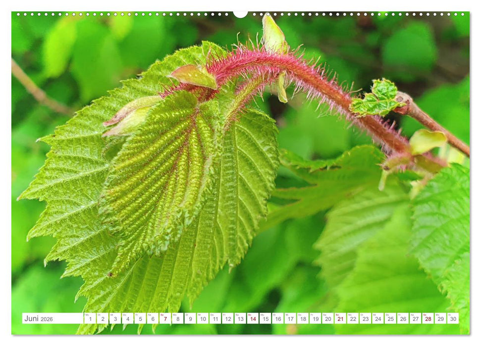 Das Leben der Haselnuss (CALVENDO Premium Wandkalender 2026)