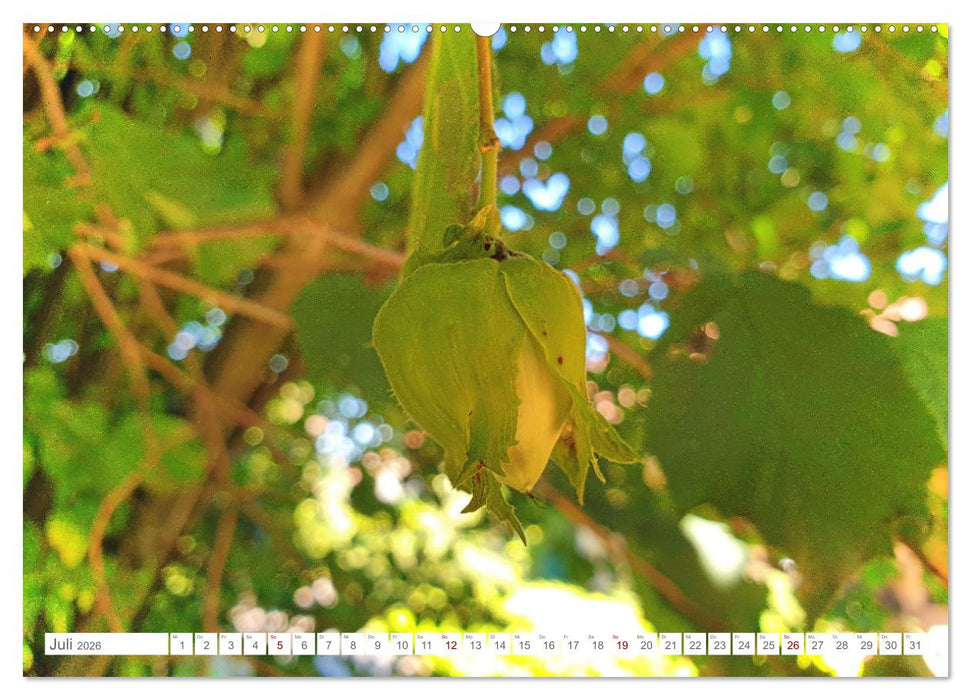 Das Leben der Haselnuss (CALVENDO Premium Wandkalender 2026)