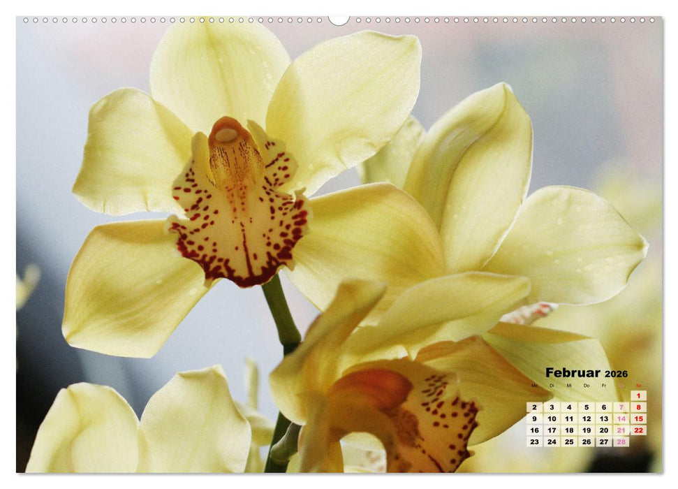 Schönste Orchideen (CALVENDO Premium Wandkalender 2026)