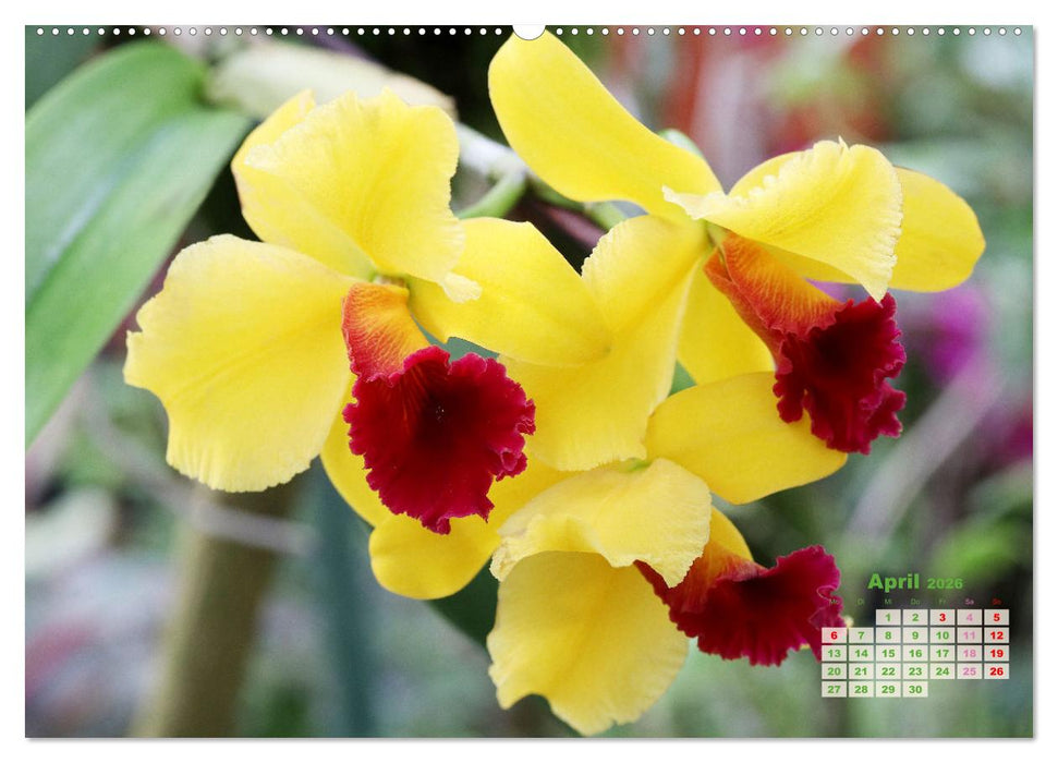 Schönste Orchideen (CALVENDO Premium Wandkalender 2026)