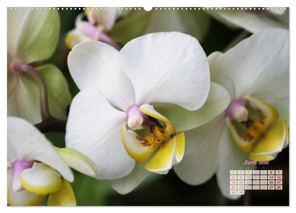 Schönste Orchideen (CALVENDO Premium Wandkalender 2026)