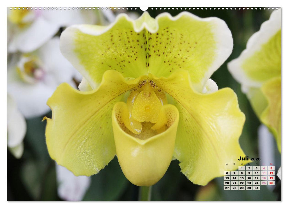 Schönste Orchideen (CALVENDO Premium Wandkalender 2026)