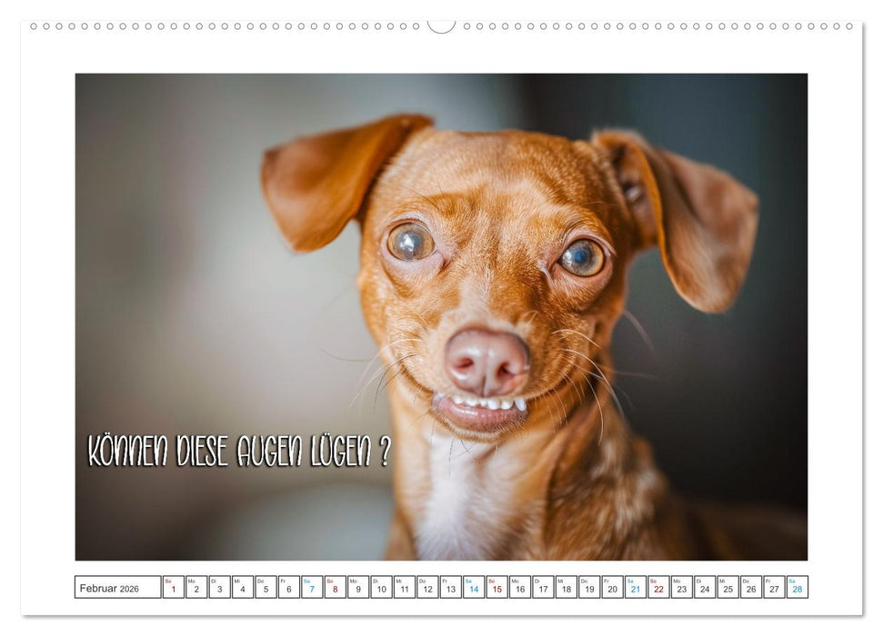 Humorvoll durch das Jahr (CALVENDO Premium Wandkalender 2026)