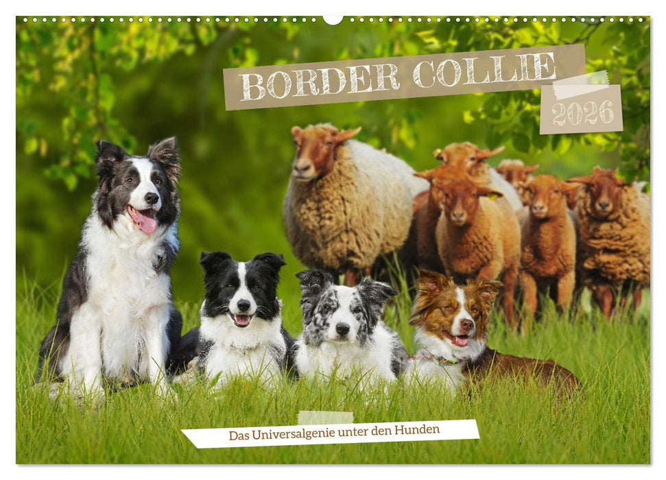 Border Collie - Das Universalgenie unter den Hunden (CALVENDO Wandkalender 2026)