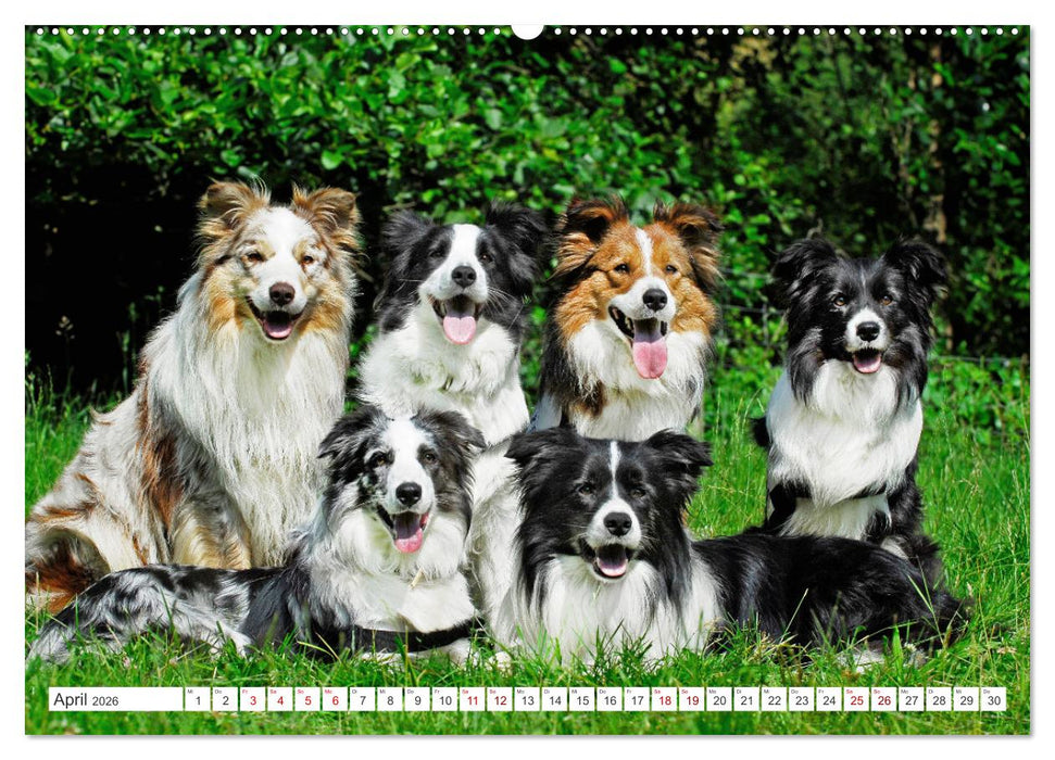 Border Collie - Das Universalgenie unter den Hunden (CALVENDO Wandkalender 2026)