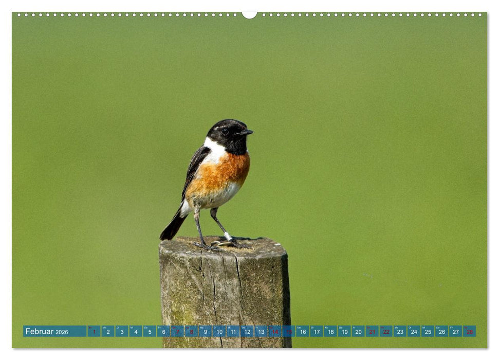 Vögel der Algarve (CALVENDO Premium Wandkalender 2026)