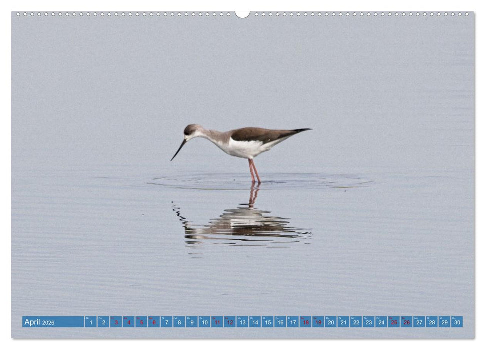 Vögel der Algarve (CALVENDO Premium Wandkalender 2026)