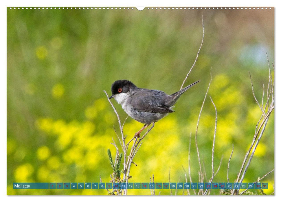 Vögel der Algarve (CALVENDO Premium Wandkalender 2026)