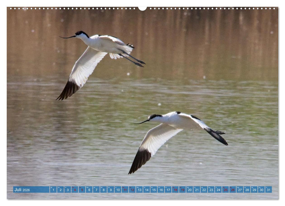 Vögel der Algarve (CALVENDO Premium Wandkalender 2026)