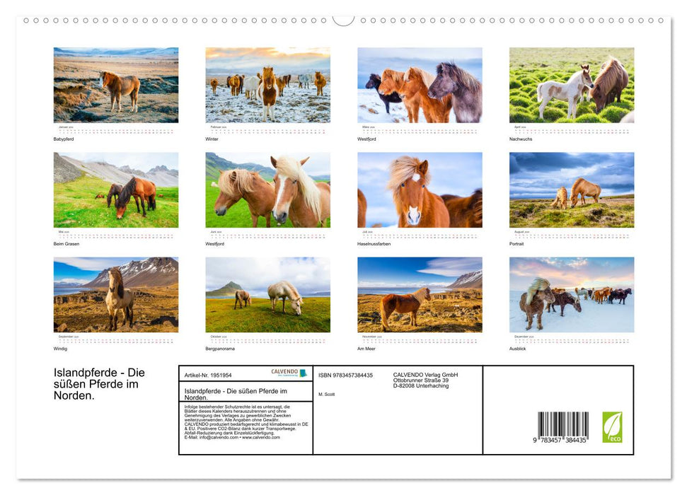 Islandpferde - Die süßen Pferde im Norden. (CALVENDO Premium Wandkalender 2026)