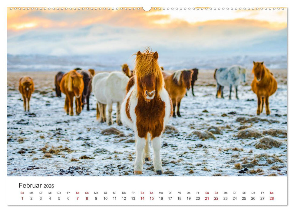 Islandpferde - Die süßen Pferde im Norden. (CALVENDO Premium Wandkalender 2026)