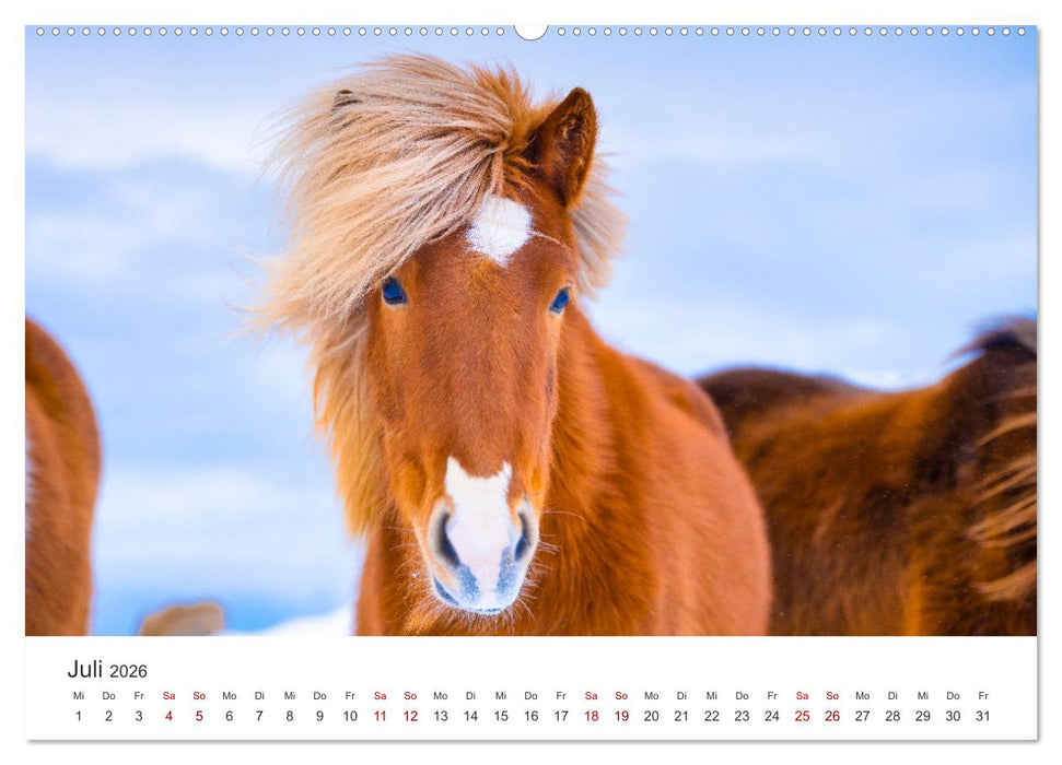 Islandpferde - Die süßen Pferde im Norden. (CALVENDO Premium Wandkalender 2026)