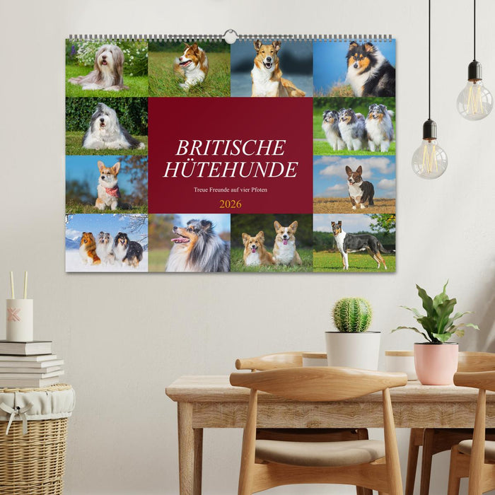 Britische Hütehunde - Treue Freunde auf vier Pfoten (CALVENDO Wandkalender 2026)