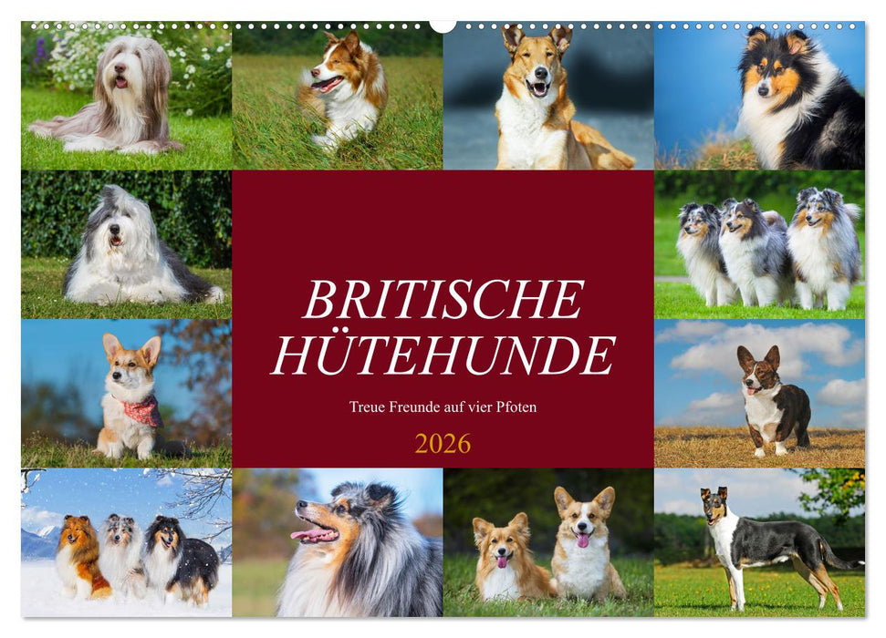 Britische Hütehunde - Treue Freunde auf vier Pfoten (CALVENDO Wandkalender 2026)