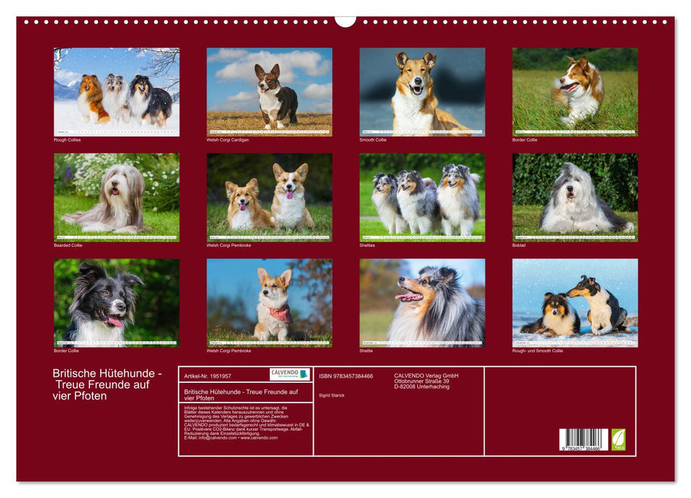 Britische Hütehunde - Treue Freunde auf vier Pfoten (CALVENDO Wandkalender 2026)