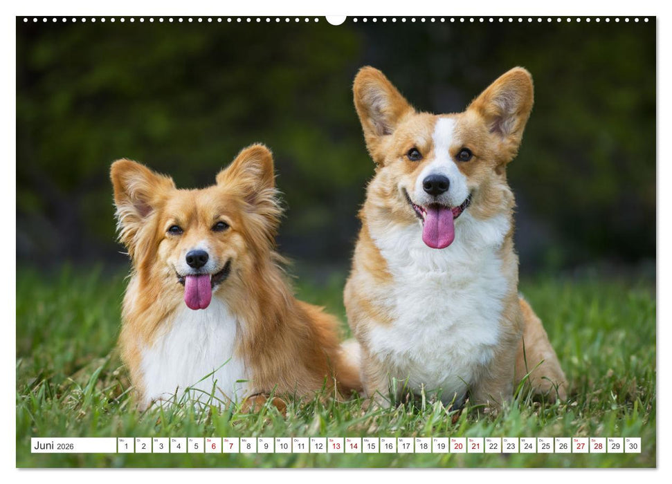 Britische Hütehunde - Treue Freunde auf vier Pfoten (CALVENDO Wandkalender 2026)