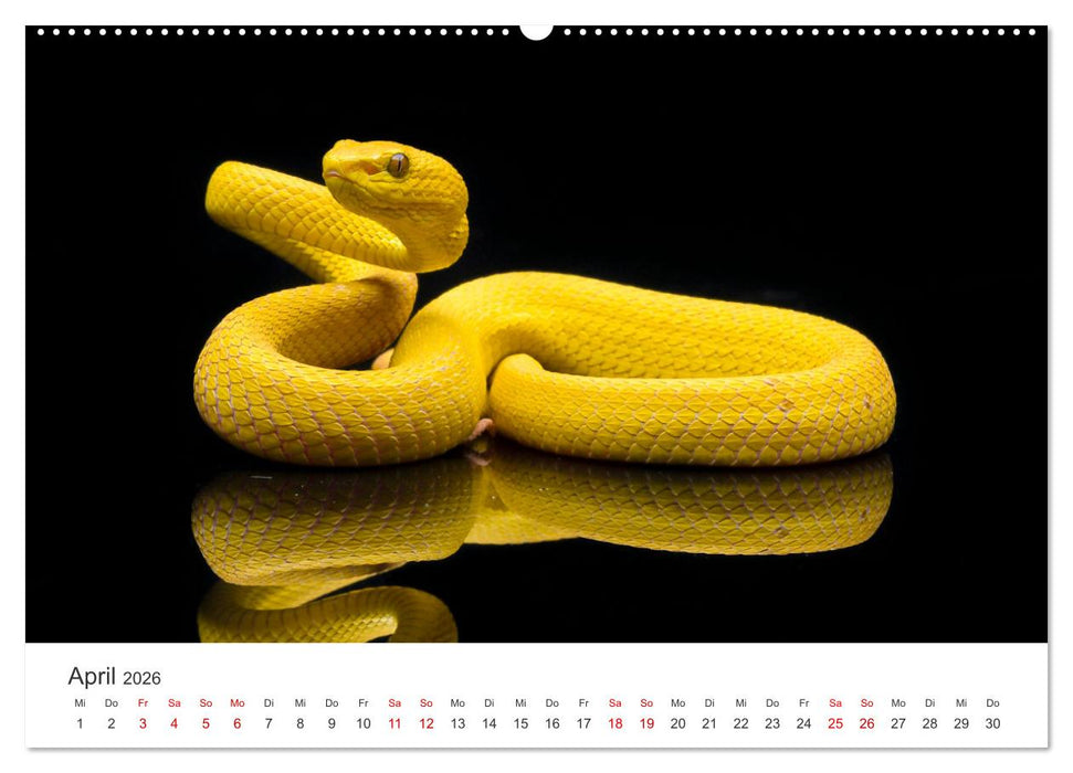 Faszination Schlangen (CALVENDO Premium Wandkalender 2026)