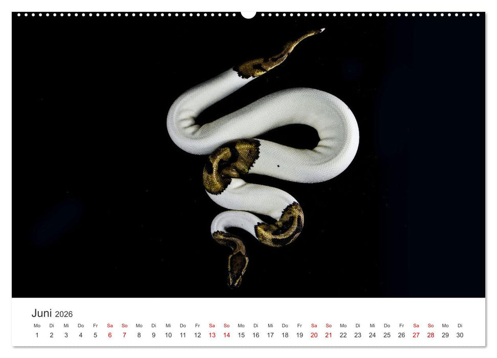 Faszination Schlangen (CALVENDO Premium Wandkalender 2026)