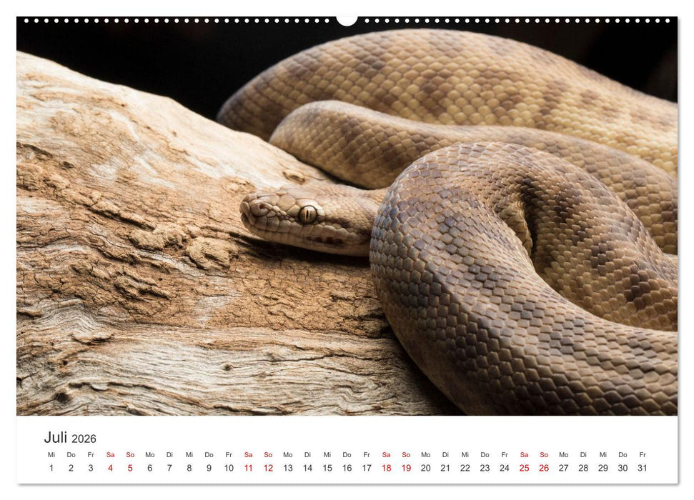 Faszination Schlangen (CALVENDO Premium Wandkalender 2026)
