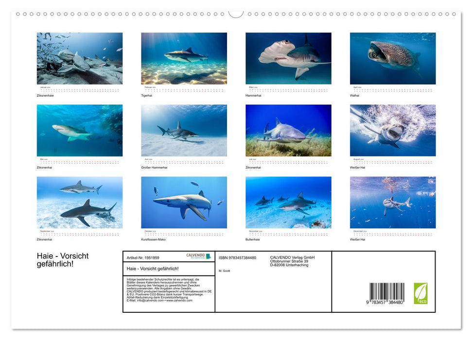 Haie - Vorsicht gefährlich! (CALVENDO Premium Wandkalender 2026)