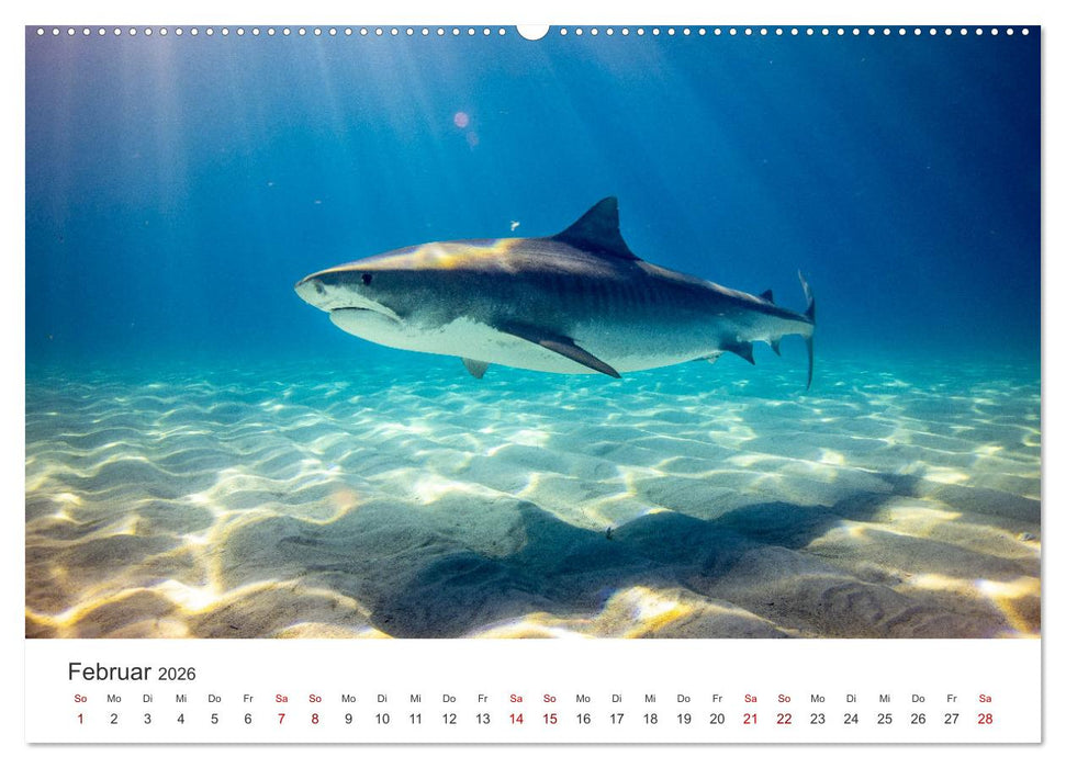 Haie - Vorsicht gefährlich! (CALVENDO Premium Wandkalender 2026)