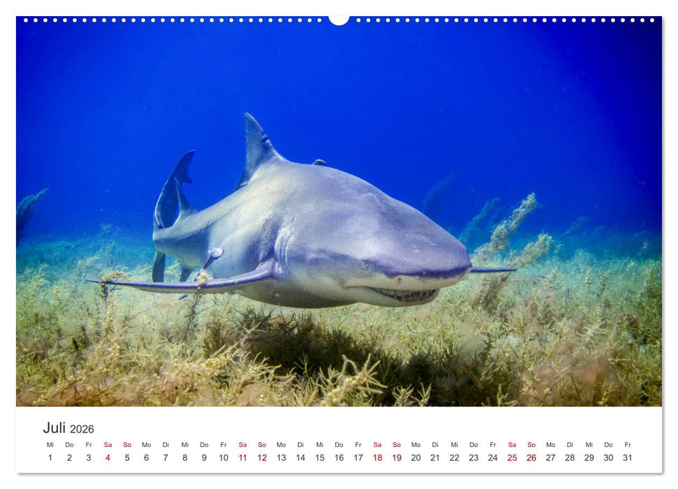 Haie - Vorsicht gefährlich! (CALVENDO Premium Wandkalender 2026)