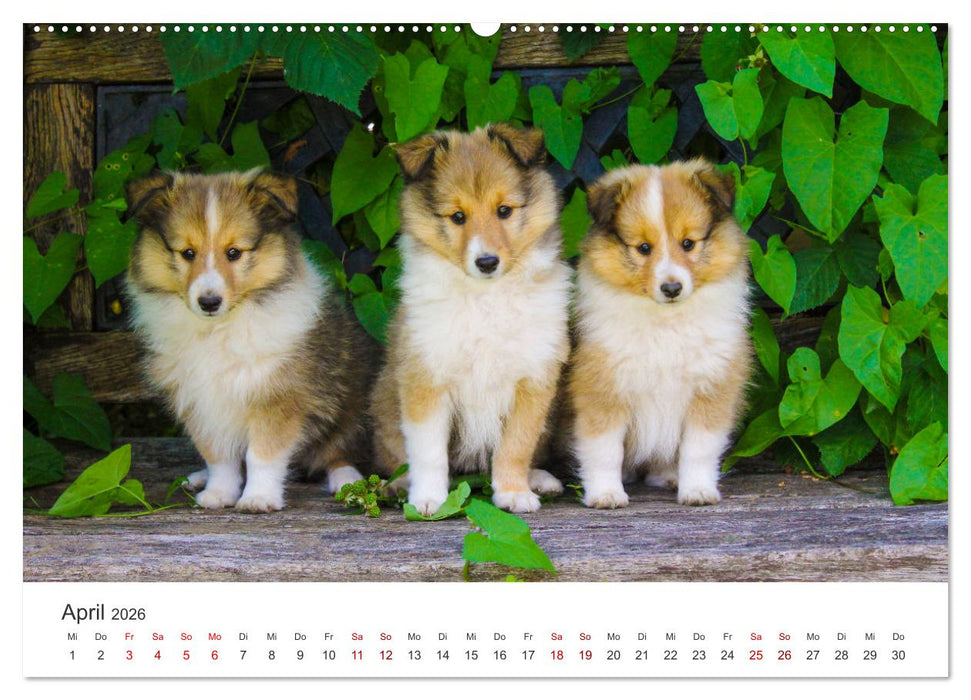 Shelties - Die zuckersüßen Vierbeiner. (CALVENDO Premium Wandkalender 2026)